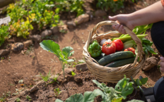 Der ultimative Leitfaden für Anfänger zur Gartengründung