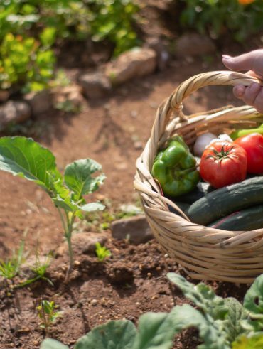 Der ultimative Leitfaden für Anfänger zur Gartengründung