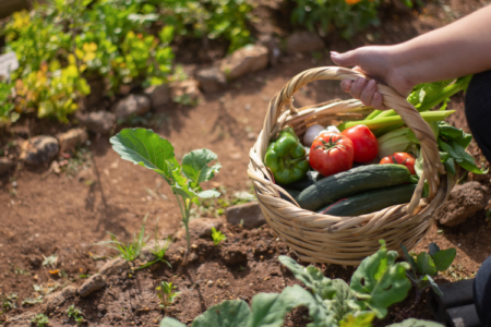 Der ultimative Leitfaden für Anfänger zur Gartengründung