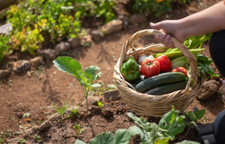 Der ultimative Leitfaden für Anfänger zur Gartengründung